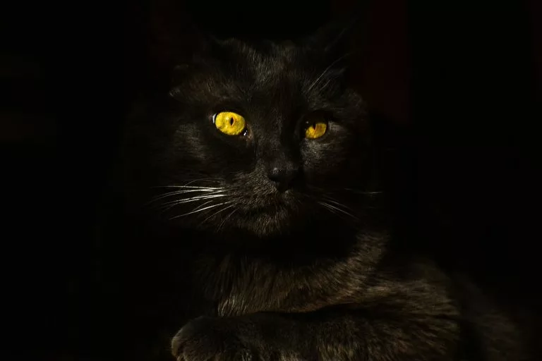 Eine Katze in völliger Dunkelheit, nur ihre Augen leuchten
